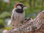 House Sparrow (male)